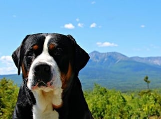 Grand bouvier suisse